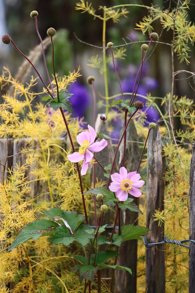flowers, fence, garden-7541419.jpg