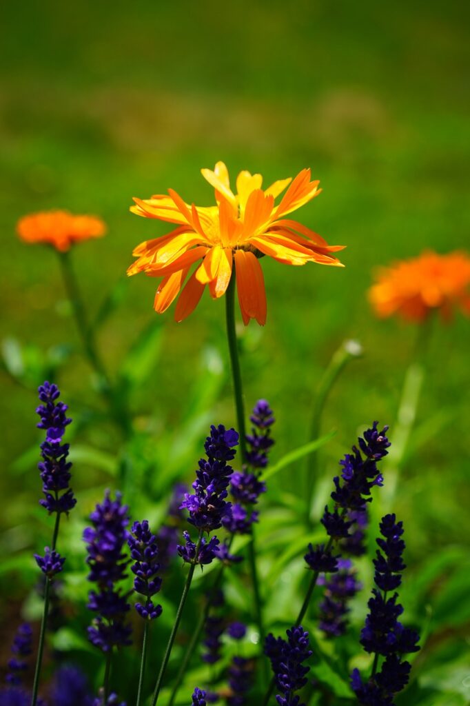 marigold, flower, blossoms-1117277.jpg